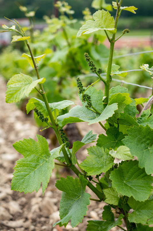 Vigneron Troyes