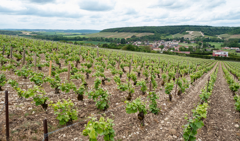 Vigneron Ville-sur-Arce