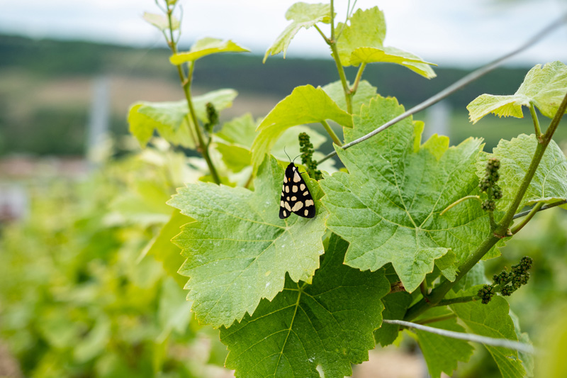 Viticulteur Ville-sur-Arce